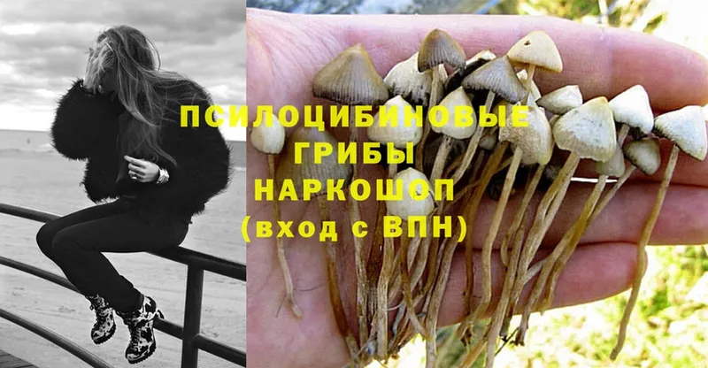 Галлюциногенные грибы MAGIC MUSHROOMS  купить закладку  Светлоград 